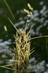 Aciphylla subflabellata