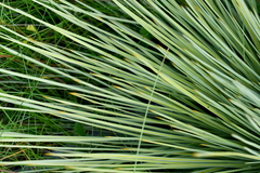 Aciphylla subflabellata