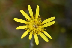 Brachyglottis haastii