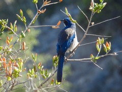 Aphelocoma insularis