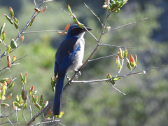 Aphelocoma insularis