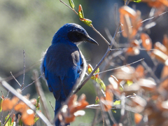 Aphelocoma insularis