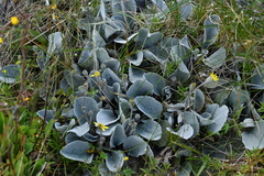 Brachyglottis haastii