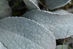 Brachyglottis haastii