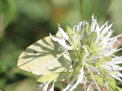 Aphrissa statira statira