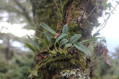 Bulbophyllum pectinatum