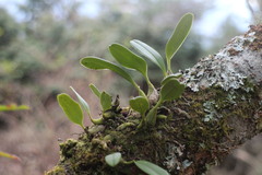 Bulbophyllum pectinatum