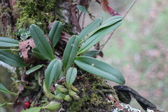 Bulbophyllum pectinatum
