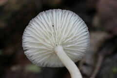 Oudemansiella