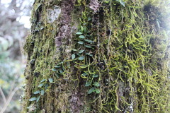 Gastrochilus formosanus