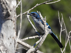 Aphelocoma insularis