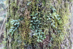 Gastrochilus formosanus