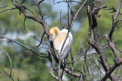 Bubulcus ibis coromandus