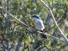 Aphelocoma insularis