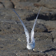 Sternula albifrons