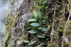 Gastrochilus formosanus
