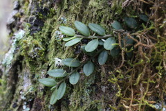 Gastrochilus formosanus