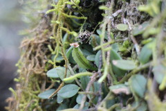 Gastrochilus formosanus