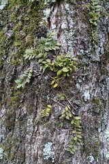 Gastrochilus formosanus