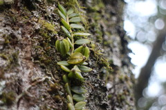 Gastrochilus formosanus