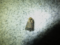 Abrostola triplasia
