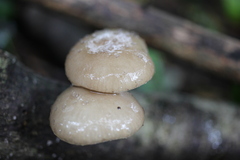 Oudemansiella