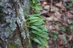 Bulbophyllum retusiusculum