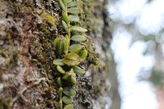 Gastrochilus formosanus