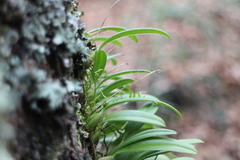 Bulbophyllum retusiusculum