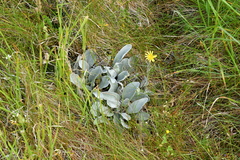 Brachyglottis haastii