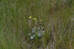 Brachyglottis haastii