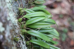 Bulbophyllum retusiusculum