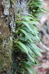 Bulbophyllum retusiusculum