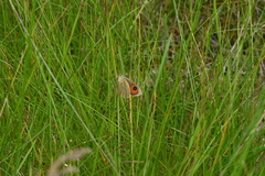 Argyrophenga antipodum