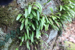 Bulbophyllum retusiusculum