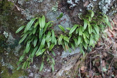 Bulbophyllum retusiusculum