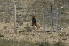 Ranunculus paucifolius