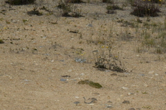 Brachyglottis haastii