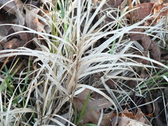 Carex muskingumensis