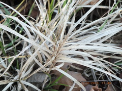 Carex muskingumensis