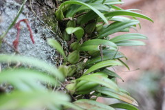 Bulbophyllum retusiusculum