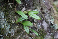 Bulbophyllum retusiusculum