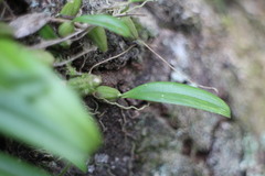 Bulbophyllum retusiusculum