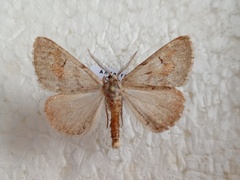 Adalbertia castiliaria