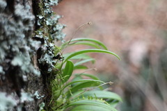 Bulbophyllum retusiusculum