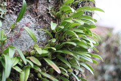 Bulbophyllum retusiusculum