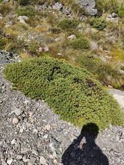 Veronica cryptomorpha