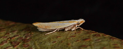 Roeslerstammiidae