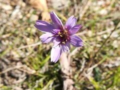 Catananche caerulea