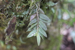 Gastrochilus fuscopunctatus